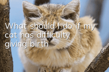What should I do if my cat has difficulty giving birth?