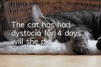 The cat has had dystocia for 4 days, will she die?