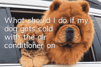 What should I do if my dog gets cold with the air conditioner on?
