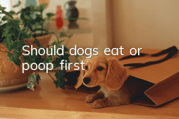Should dogs eat or poop first?