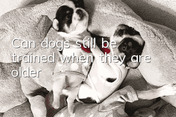 Can dogs still be trained when they are older?