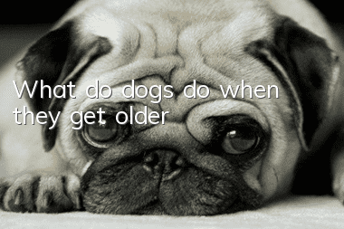 What do dogs do when they get older?