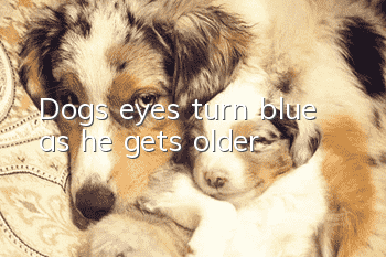 Dog’s eyes turn blue as he gets older