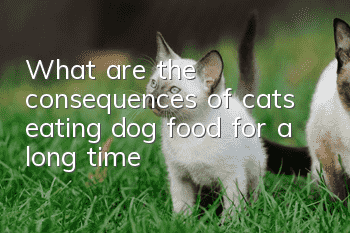 What are the consequences of cats eating dog food for a long time?