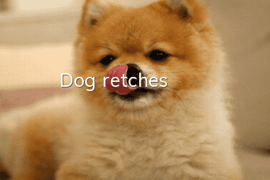 Dog retches