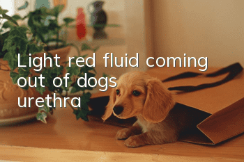 Light red fluid coming out of dog's urethra