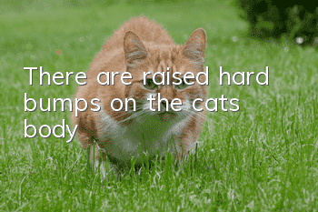 There are raised hard bumps on the cat’s body