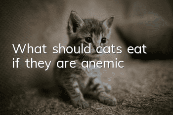 What should cats eat if they are anemic?