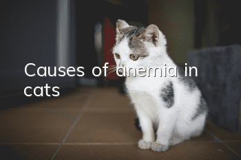 Causes of anemia in cats