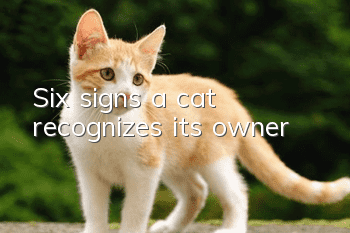 Six signs a cat recognizes its owner
