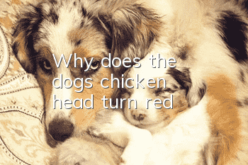 Why does the dog's chicken head turn red?