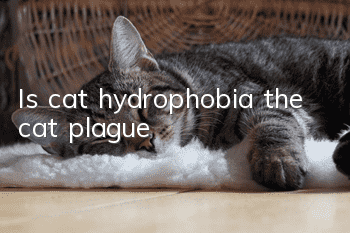Is cat hydrophobia the cat plague?