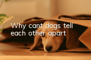 Why can’t dogs tell each other apart?