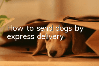 How to send dogs by express delivery