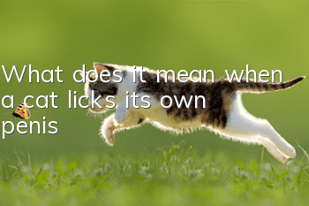 What does it mean when a cat licks its own penis?