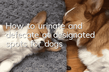 How to urinate and defecate at designated spots for dogs