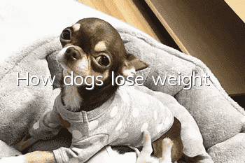How dogs lose weight