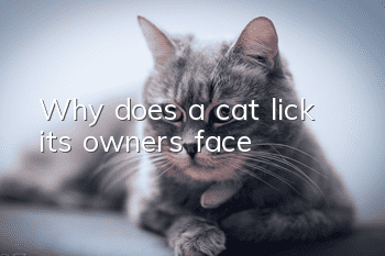 Why does a cat lick its owner's face?