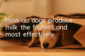 How do dogs produce milk the fastest and most effectively?