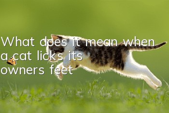 What does it mean when a cat licks its owner's feet?