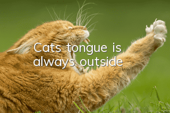 Cat's tongue is always outside