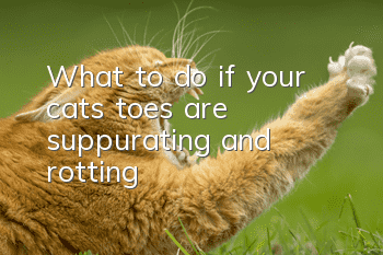 What to do if your cat’s toes are suppurating and rotting
