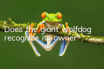 Does the giant wolfdog recognize its owner?