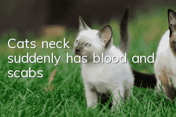 Cat's neck suddenly has blood and scabs