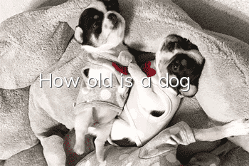 How old is a dog?