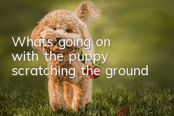 What's going on with the puppy scratching the ground?