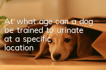 At what age can a dog be trained to urinate at a specific location?