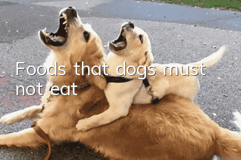 Foods that dogs must not eat