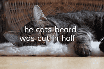 The cat's beard was cut in half