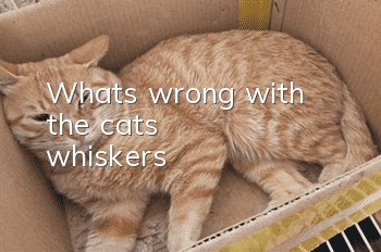 What's wrong with the cat's whiskers?