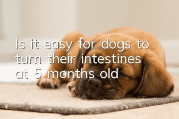 Is it easy for dogs to turn their intestines at 5 months old?
