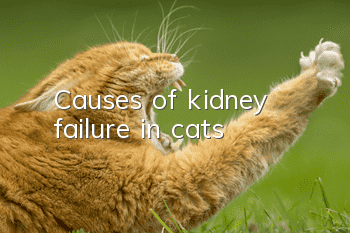 Causes of kidney failure in cats