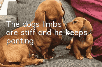 The dog's limbs are stiff and he keeps panting