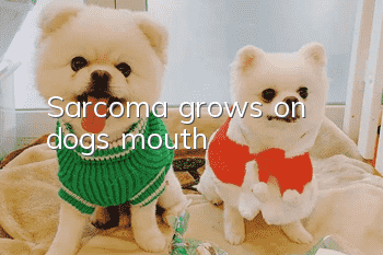 Sarcoma grows on dog's mouth