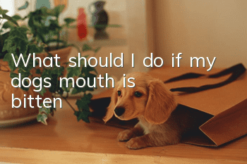 What should I do if my dog’s mouth is bitten?