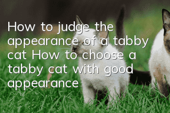 How to judge the appearance of a tabby cat? How to choose a tabby cat with good appearance?