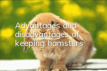 Advantages and disadvantages of keeping hamsters