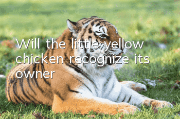 Will the little yellow chicken recognize its owner?