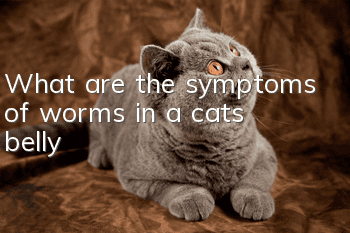 What are the symptoms of worms in a cat’s belly?