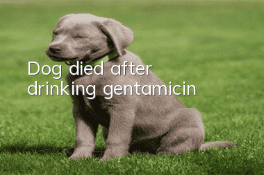 Dog died after drinking gentamicin