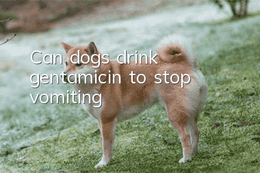 Can dogs drink gentamicin to stop vomiting?