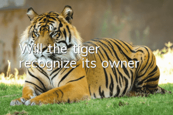 Will the tiger recognize its owner?