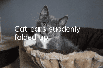 Cat ears suddenly folded up