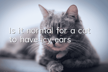 Is it normal for a cat to have icy ears?