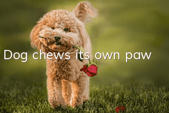 Dog chews its own paw