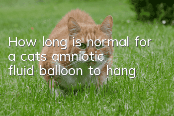How long is normal for a cat’s amniotic fluid balloon to hang?